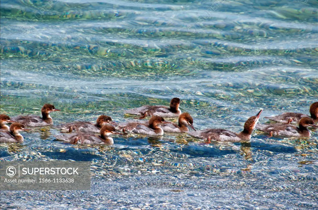 big group of Common Merganser chicks swimming in Geneva Lake, Geneva, Switzerland , Europe