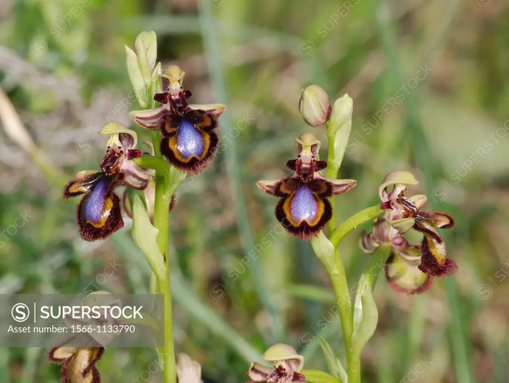 orchid group, Varnished ophrys, Ophrys speculum