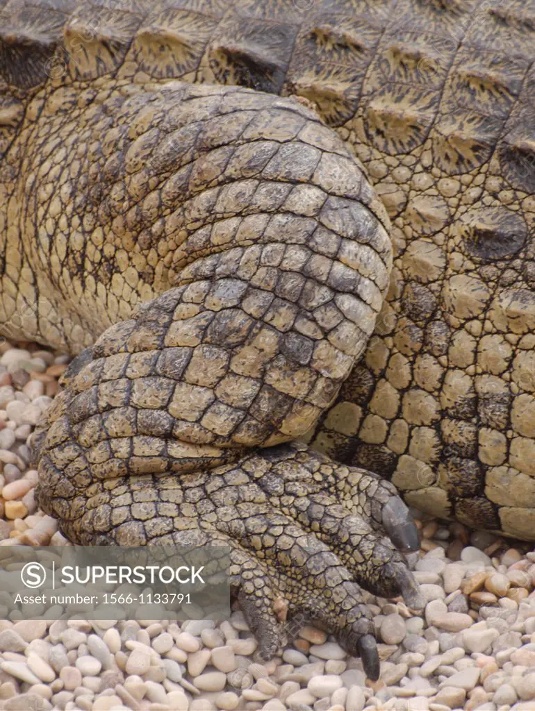 scales and leg of Nile crocodile