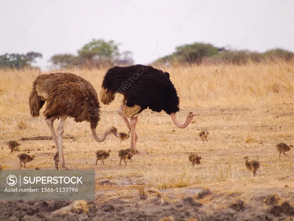 two adult ostriches Struthio camelus and nine ostrich chicks in meadow of Tarangire National Park, Tanzania