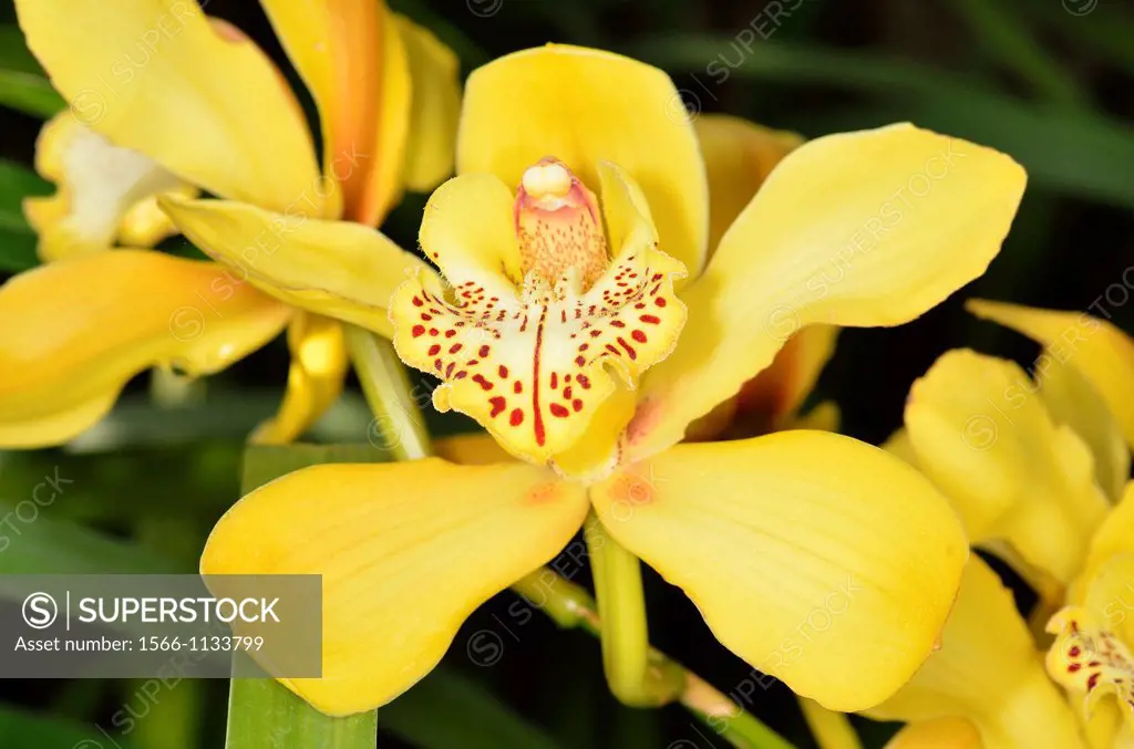 Cymbidium ´Sonatine Edger´ Orchidaceae