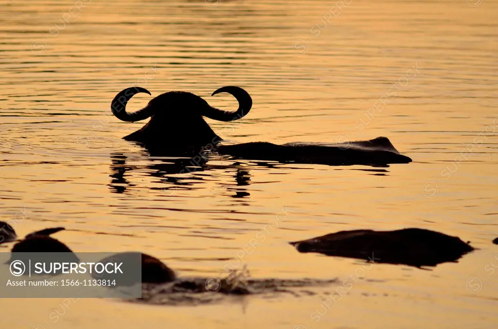 Water buffalo Bubalus bubalis in Yala National Park Sri Lanka