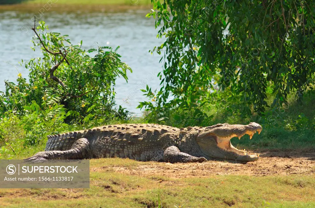 Crocodylus palustris in Sri Lanka