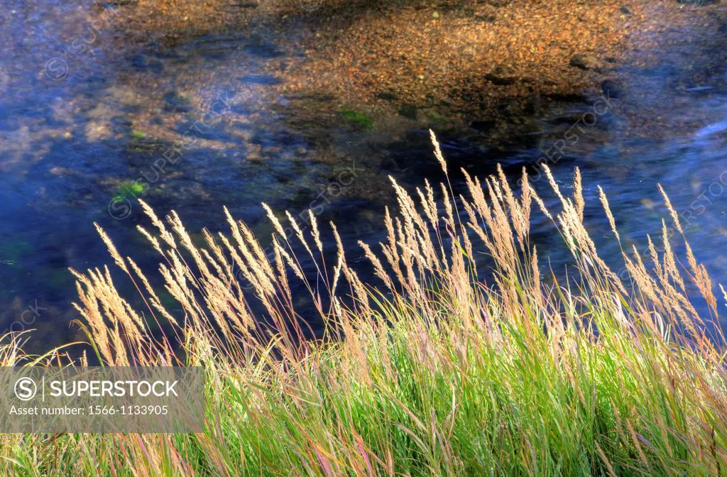 Grasses on the Banks of the Gibbon River, Yellowstone National Park, Wyoming, USA