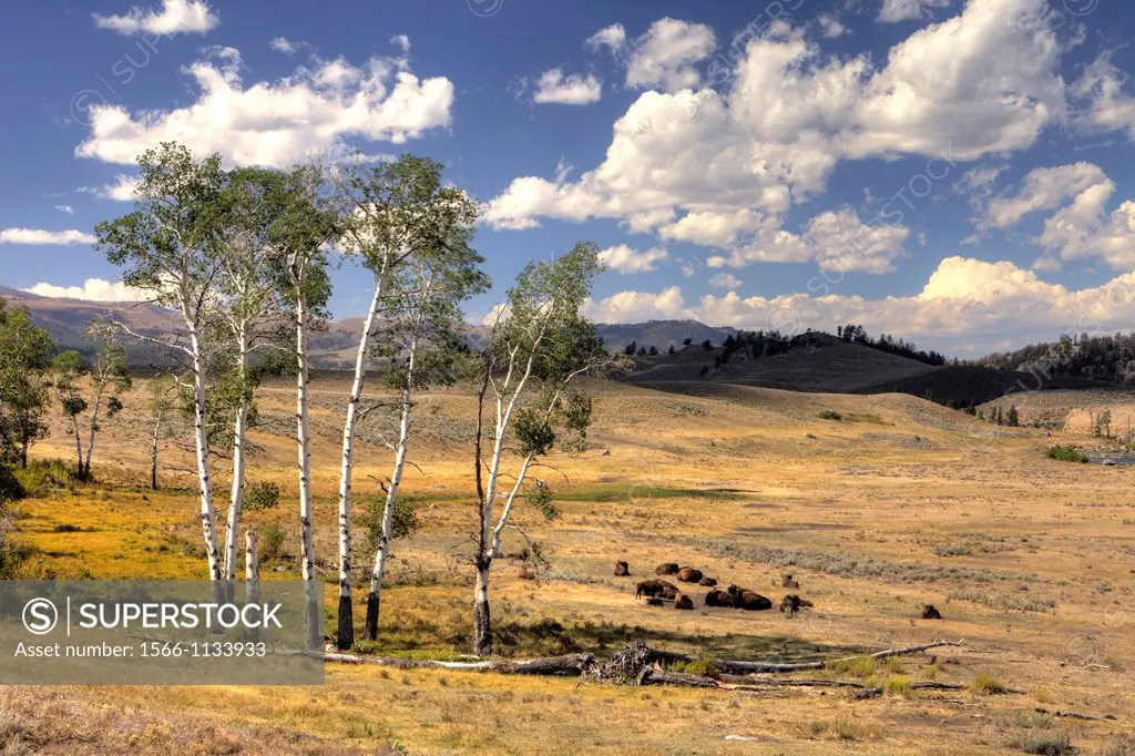 Lamar Valley with Bisons, bison bonasus, Yellowstone National Park, Wyoming, USA