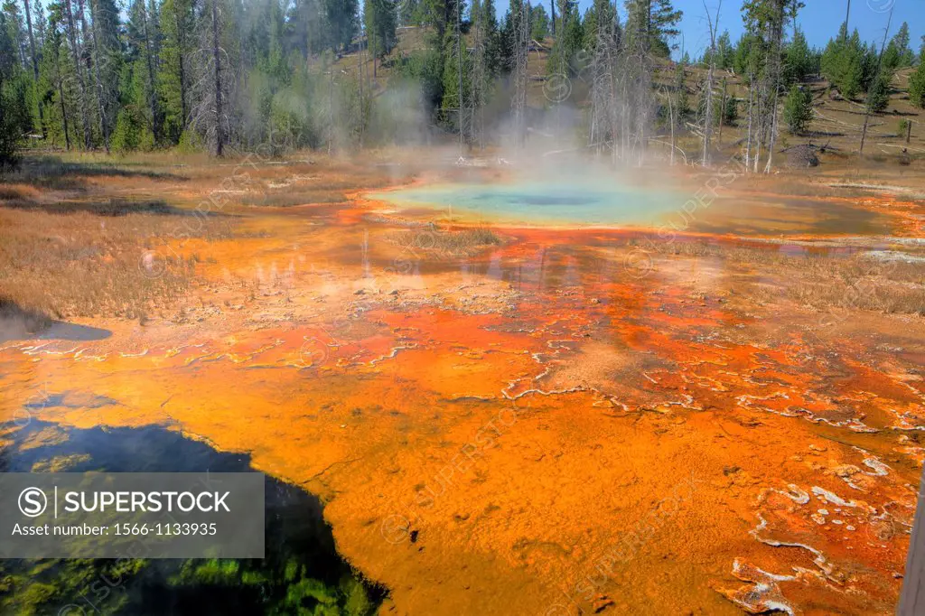 Unnamed Spring, Upper Geyser Basin,Yellowstone National Park, Wyoming, USA
