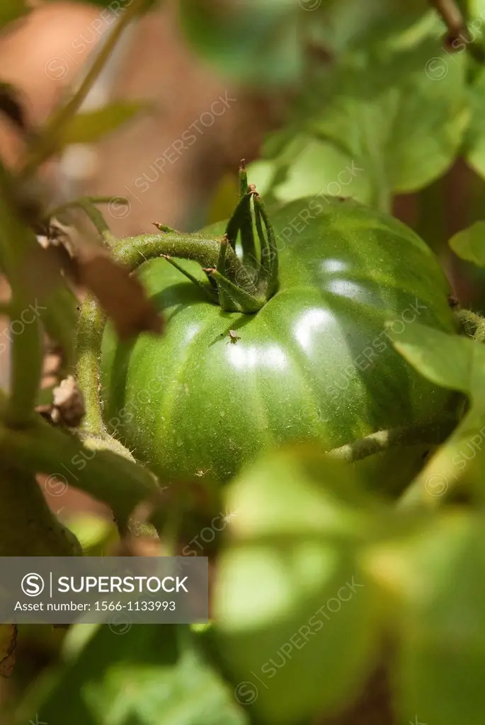 Planting tomatoes in an urban garden, Valencia, Spain, Europe