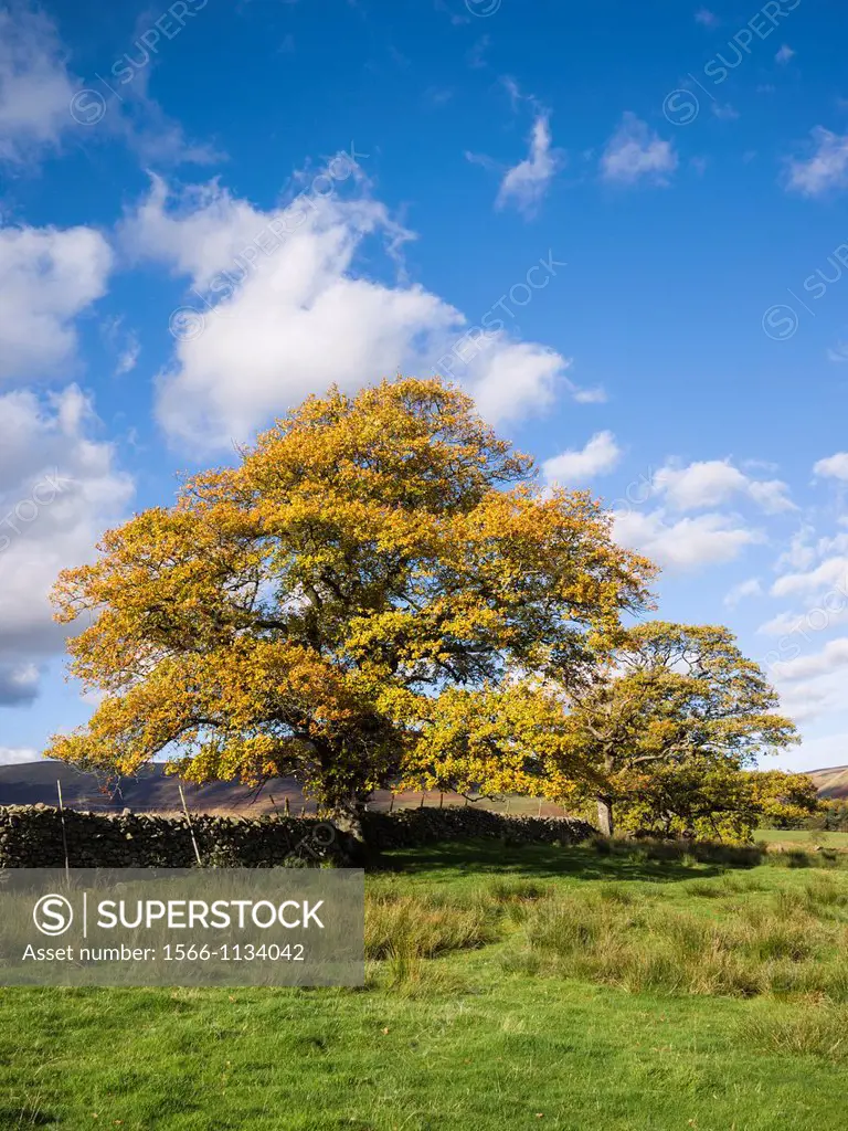 Oak trees against a blue sky in autumn in the Lake District National Park near Castlerigg, Cumbria, England, united Kingdom