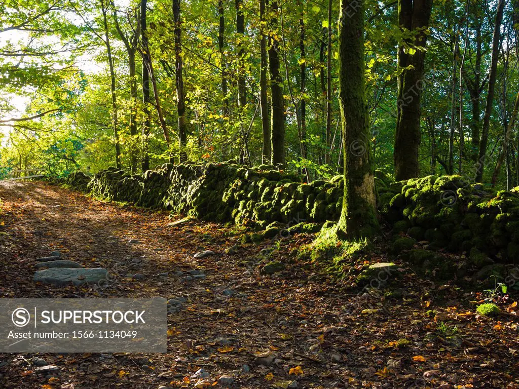 Springs Wood in the Lake District Park near Keswick, Cumbria, England United Kingdom