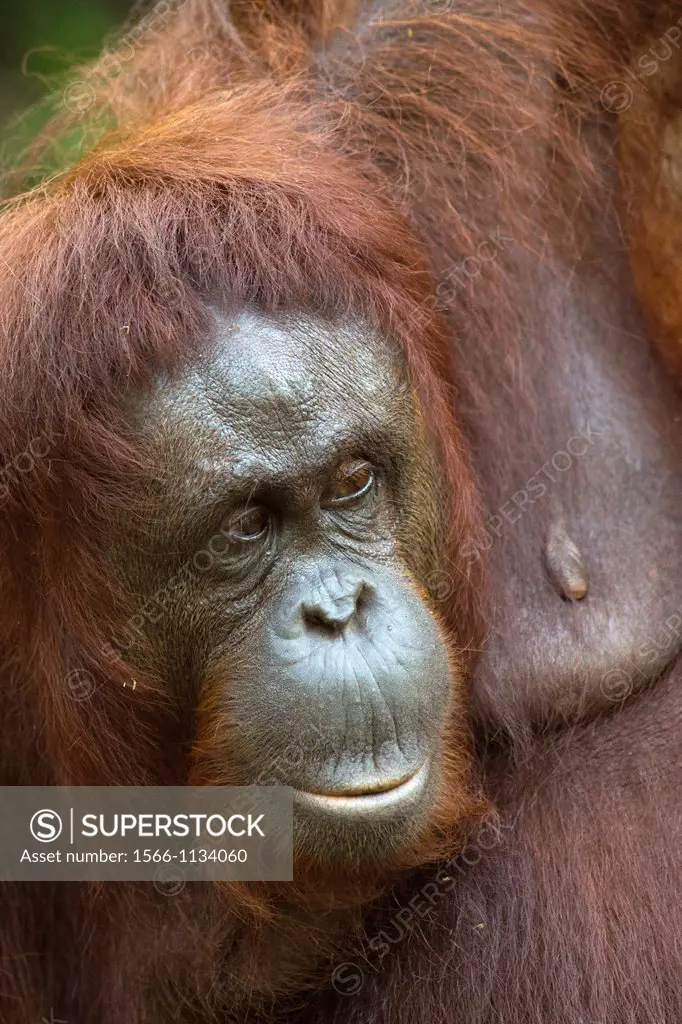 Orangutang