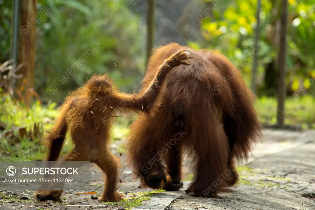 Orangutans, Borneo