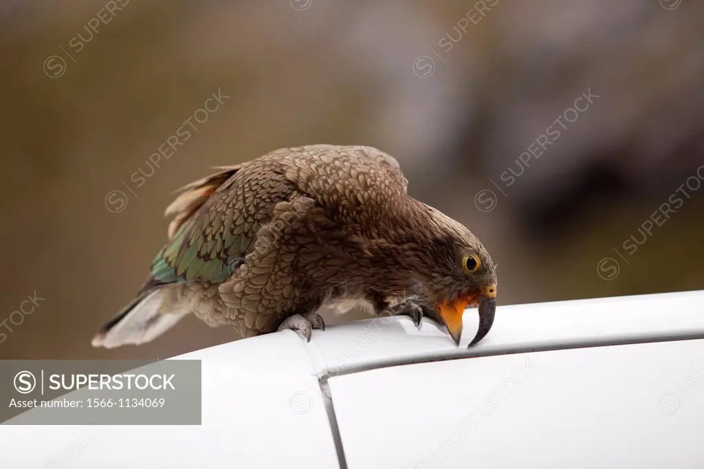Kea - Nestor notabilis - biting a car, South Island, New Zealand