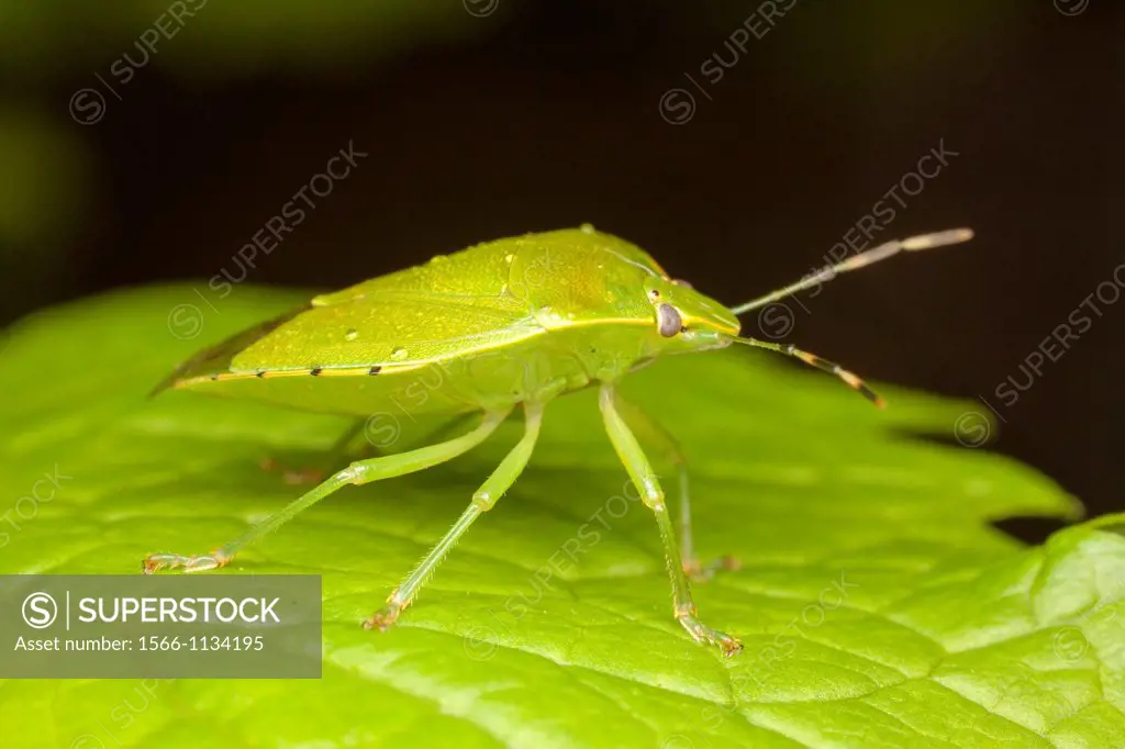 Green Stink Bug Chinavia hilaris, West Harrison, Westchester County, New York, USA