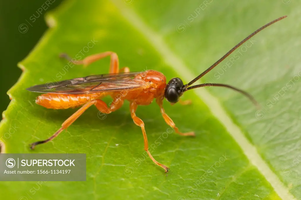 Ichneumon Wasp Theronia hilaris - Male, West Harrison, Westchester County, New York, USA