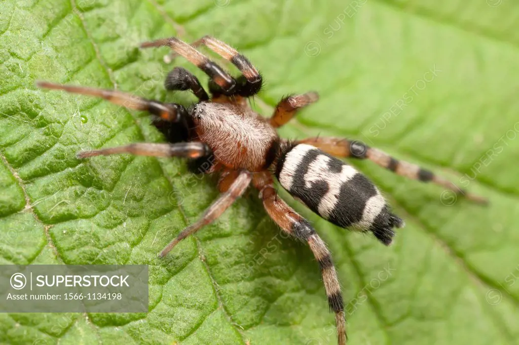 Ground Spider Sergiolus capulatus - Male, West Harrison, Westchester County, New York, USA
