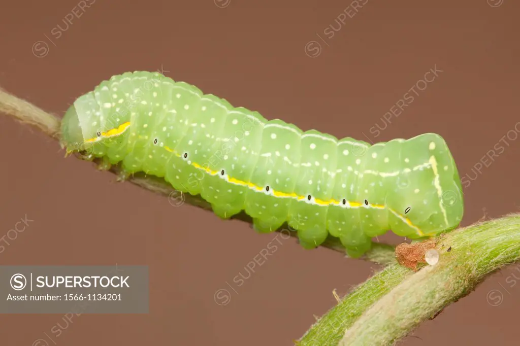 A Copper Underwing Moth Amphipyra pyramidoides caterpillar larva on a wild grape plant, West Harrison, Westchester County, New York, USA. This subject...