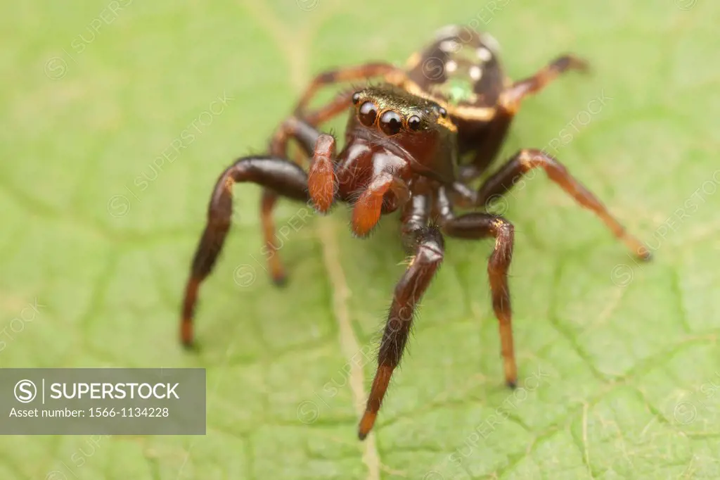 Jumping Spider Paraphidippus aurantius - Immature Female, West Harrison, Westchester County, New York, USA