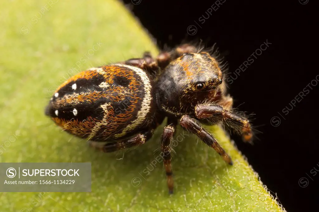 Jumping Spider Phidippus clarus - Immature Female, Ward Pound Ridge Reservation, Cross River, New York, USA
