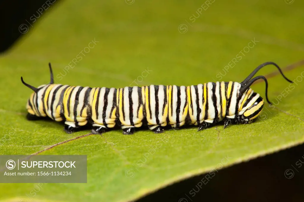 Monarch Butterfly Danaus Plexippus caterpillar larva 5th instar on a Milkweed plant leaf, Ward Pound Ridge Reservation, Cross River, Westchester Count...