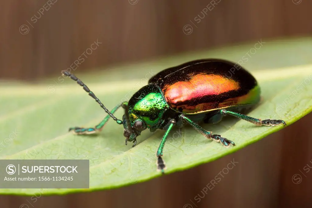 Dogbane Beetle Chrysochus auratus, Bald Eagle State Park, Howard, Centre County, Pennsylvania, USA