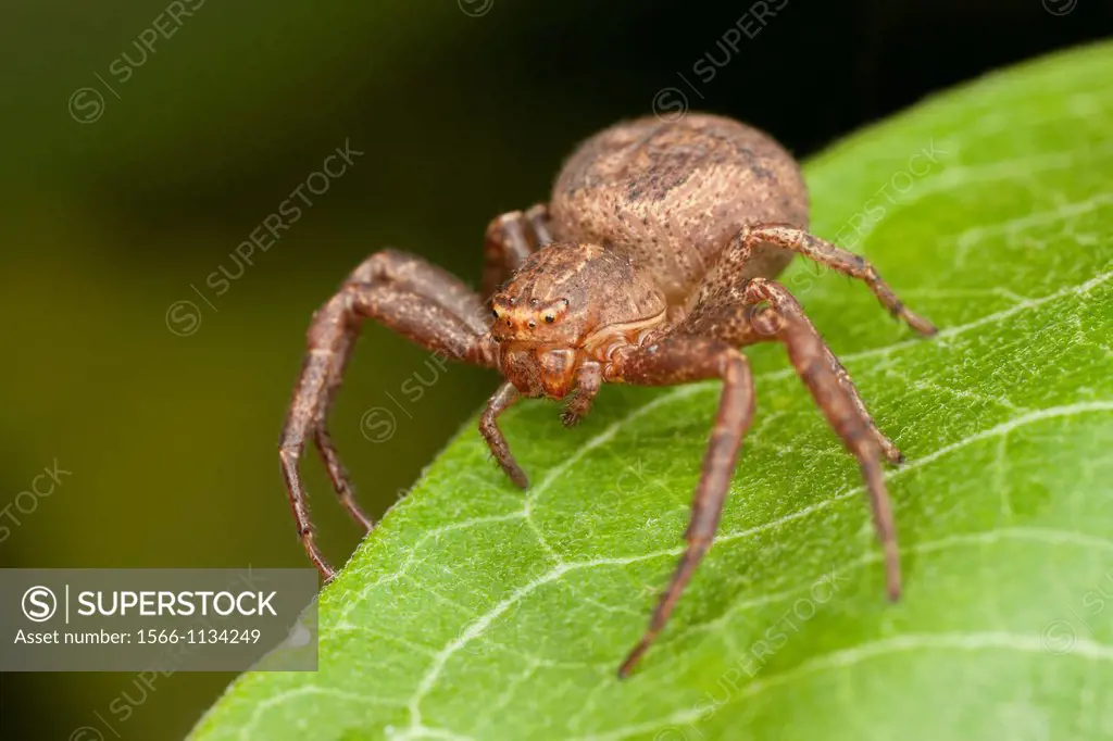 Ground Crab Spider Xysticus ferox - Immature Female, Ward Pound Ridge Reservation, Cross River, Westchester County, New York, USA