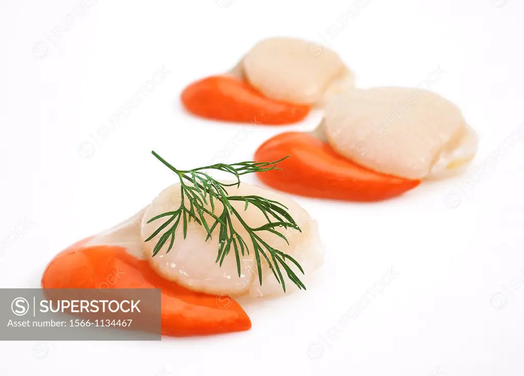 Fresh Scallops with Dill, pecten maximus against White Background