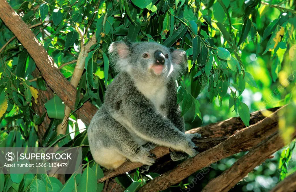 Koala, phascolarctos cinereus, Adult standing on Branch