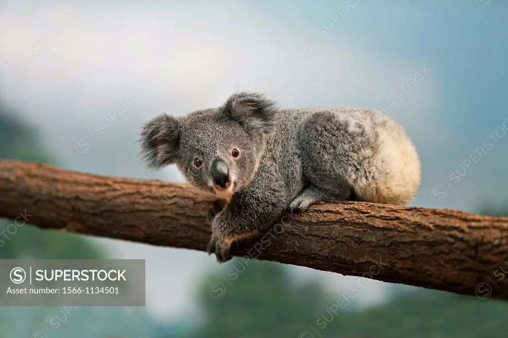 Koala, phascolarctos cinereus, Young laying on Branch