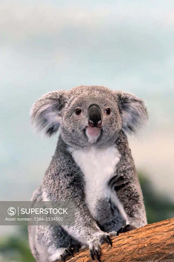 Koala, phascolarctos cinereus, Mother sitting on Branch