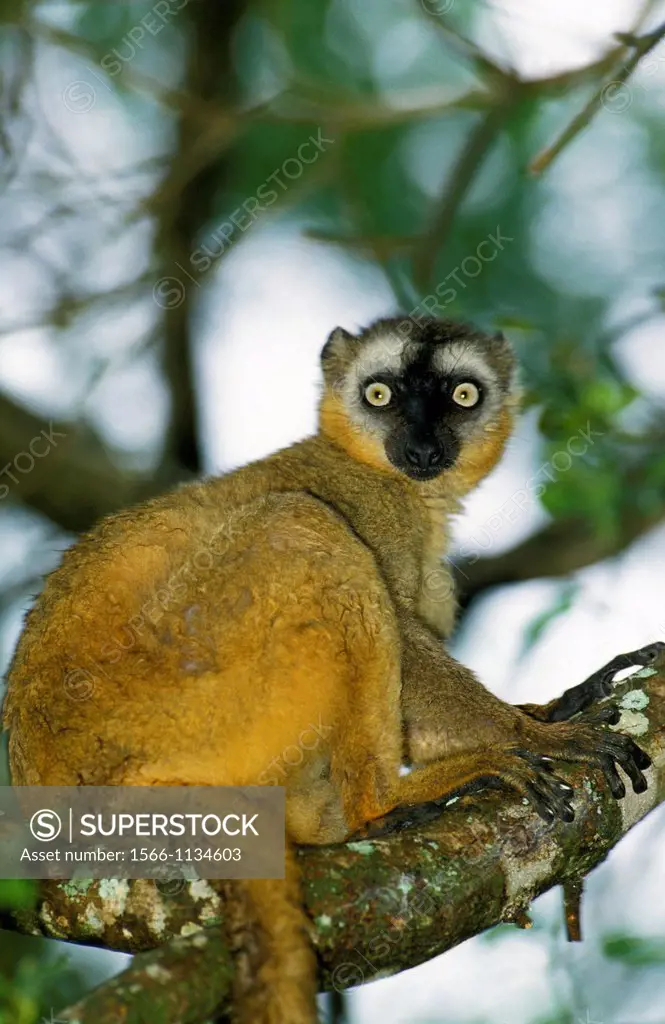 Brown Lemur, eulemur fulvus, Adult standing on Branch