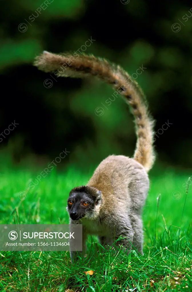 Mayotte Brown Lemur, lemur fulvus mayottensis, Adult standing on Grass