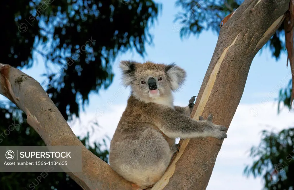 Koala, phascolarctos cinereus, Adult sitting in Tree