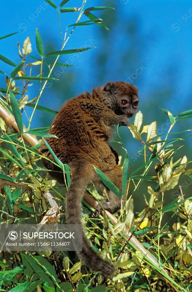 Gray Bamboo Lemur, hapalemur griseus, Adult standing on Branch