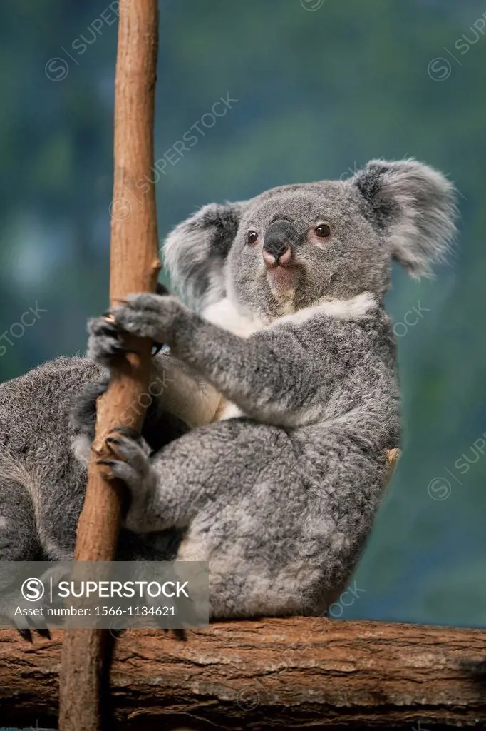 Koala, phascolarctos cinereus, Mother with Young sitting on Branch