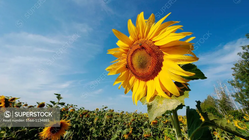 Field of sunflowers in Kirillovka, Samara Region, Russian Federation