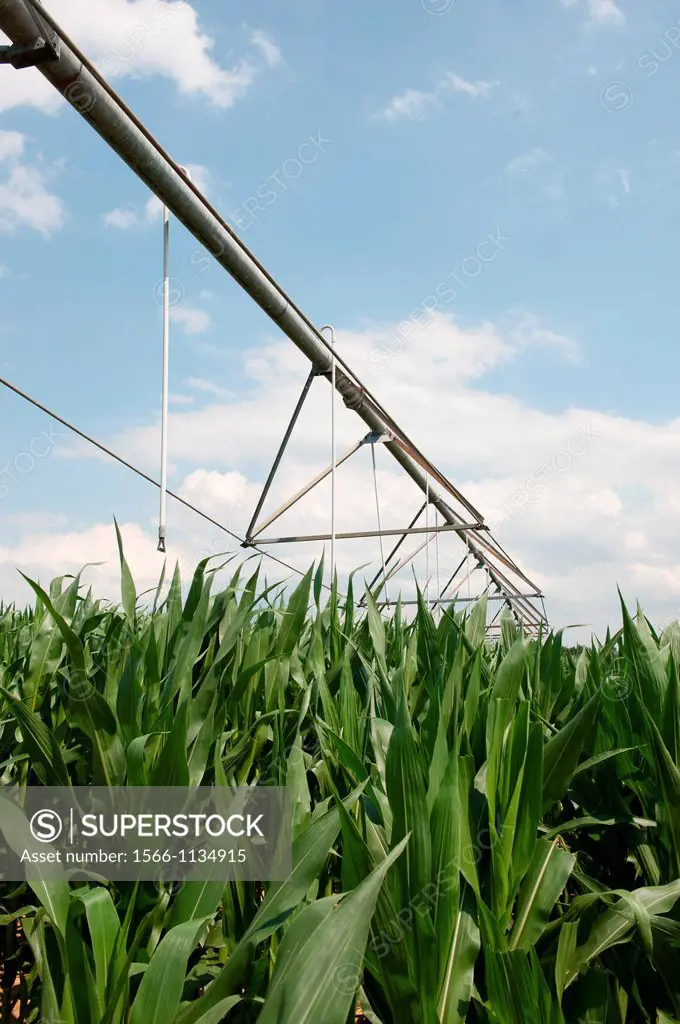 Farming irrigation and corn Kent County Maryland USA