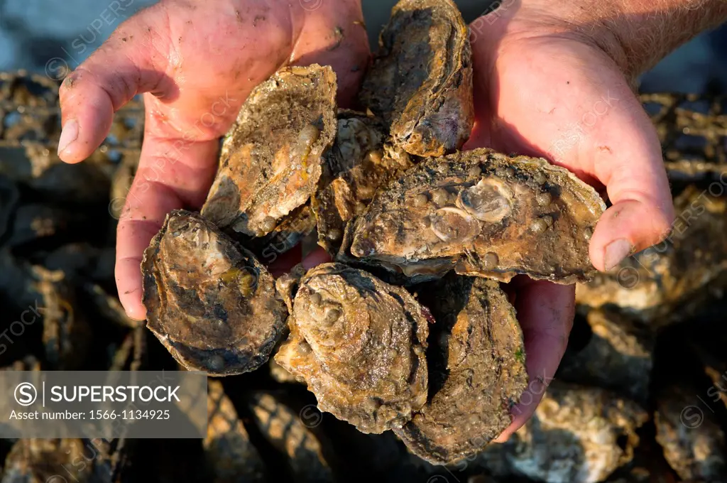 Oyster shells in a hand, Shooting Point Oysters, Bayford VA