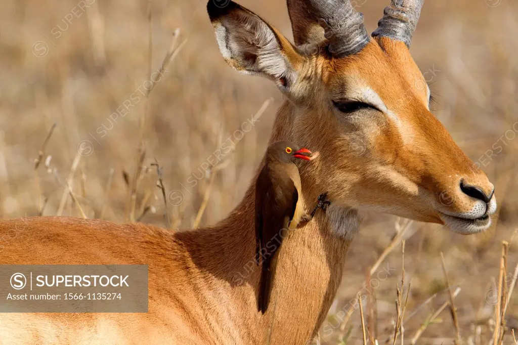 Impala aepyceros melampus melampus, and a Redbilled Oxpecker Buphagus erythrorhynchus, Kruger National Park, South Africa