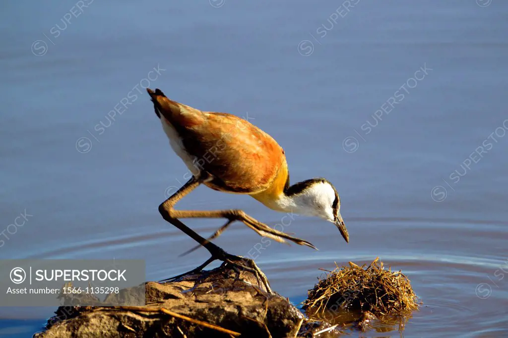 African Jacana Actophilornis africanus, eating, Kruger National Park, South Africa