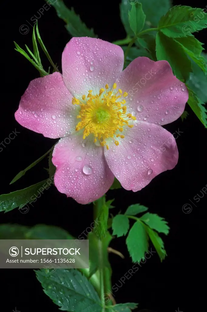 Wild or Dog Rose Rosa canina growing in hedgerow
