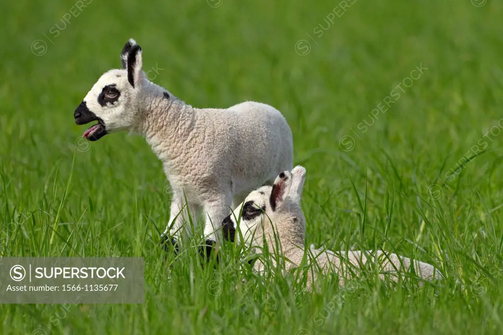 Kerry Hill Sheep flock lambs