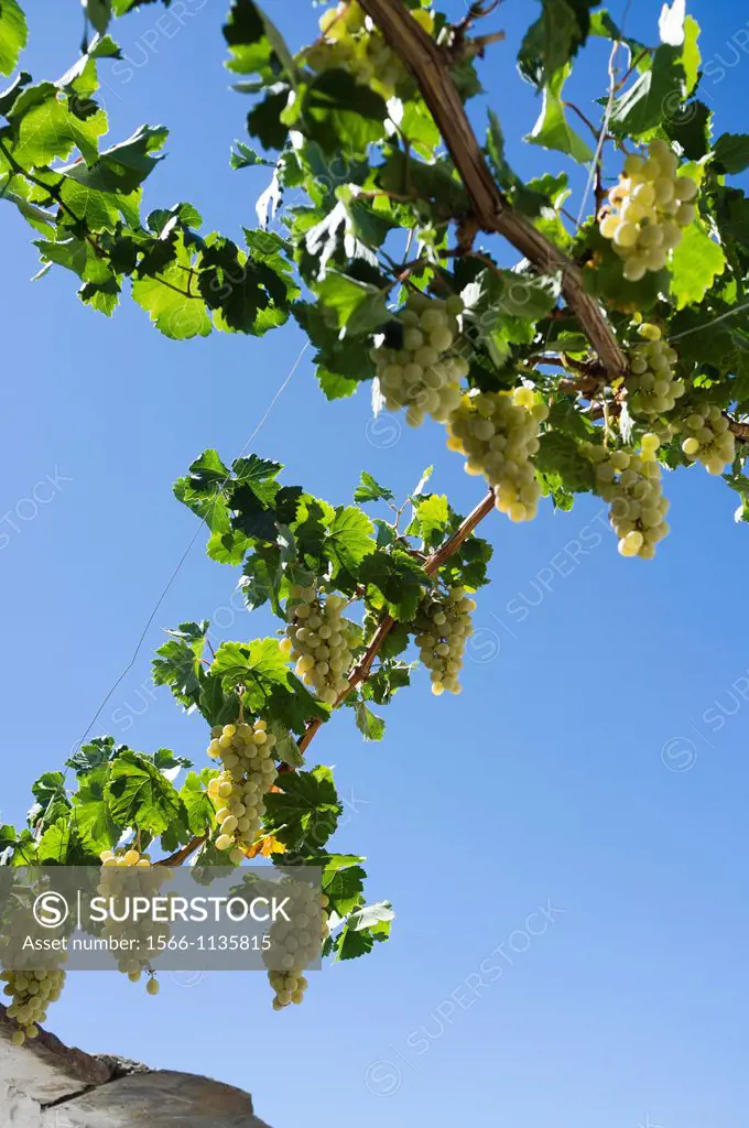 pitting against white grapes on the vine, Alpujarras, Granada, Andalucia, Spain