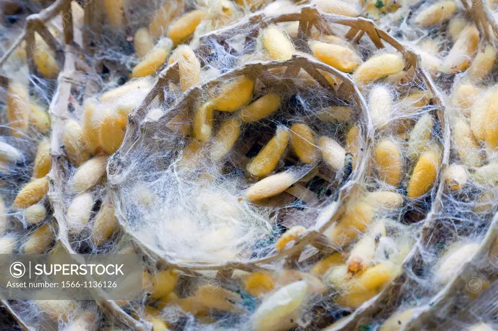 Silk worms and cocoons, The Silk Village, Chiang Mai, Thailand