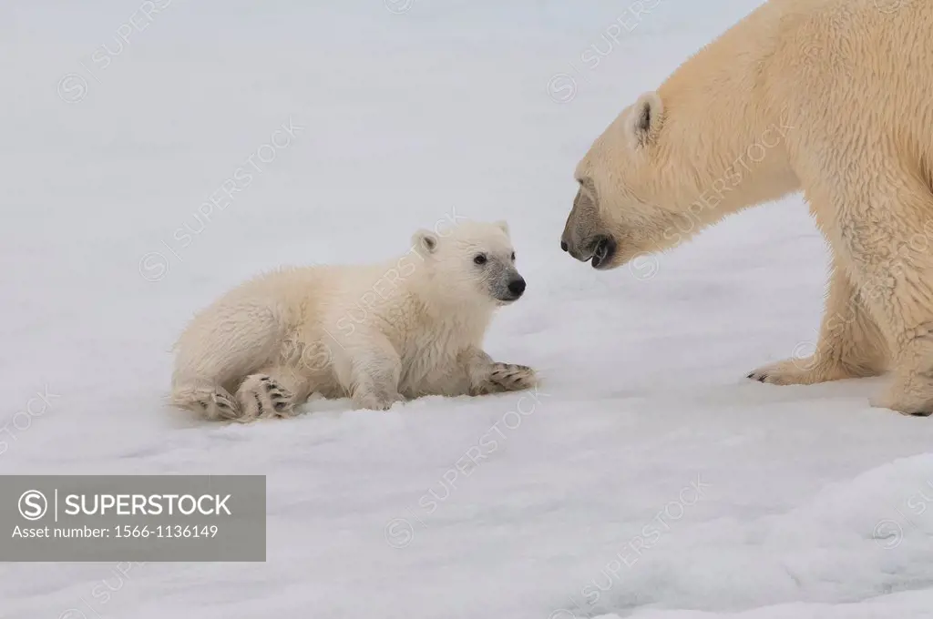 Female Polar bear Ursus maritimus with cub, Svalbard Archipelago, Barents Sea, Norway