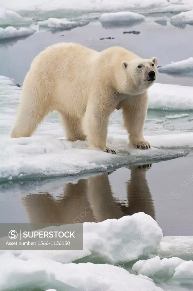 Female Polar bear Ursus maritimus reflecting in the water, Svalbard Archipelago, Barents Sea, Norway