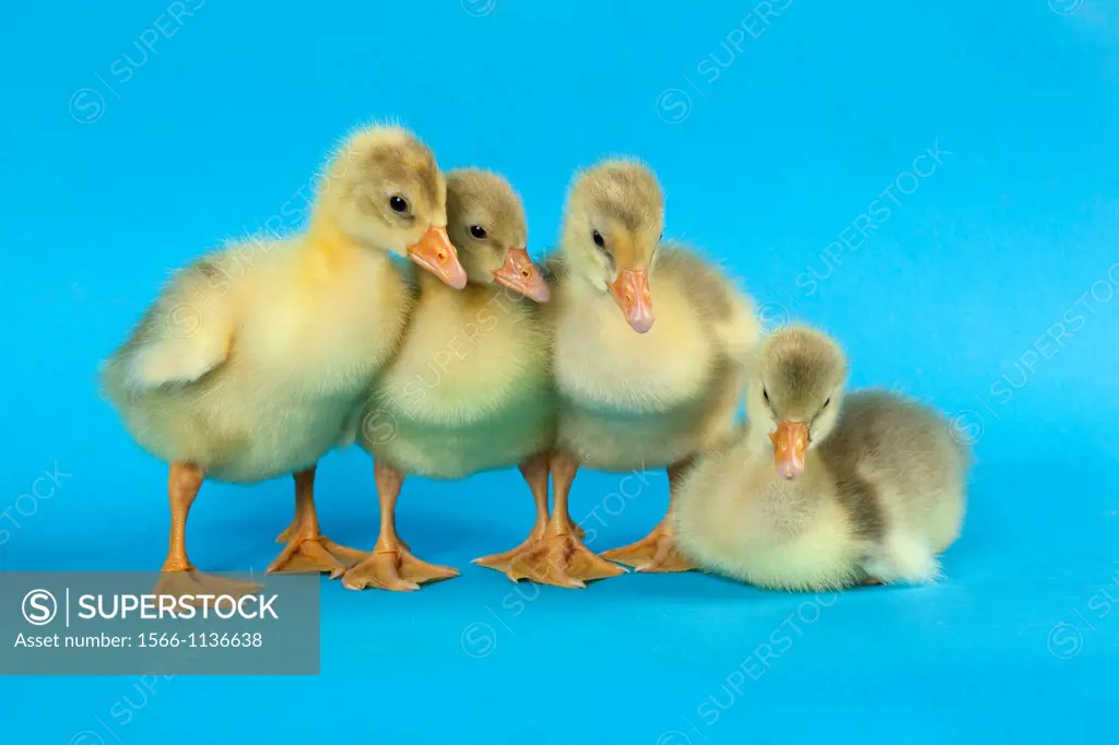 Ebdem Geese Goslings at four days old on blue background