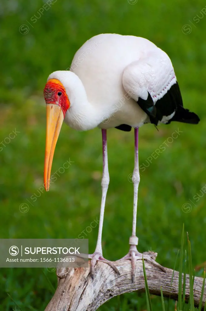 Yellow-billed stork Mycteria ibis, captive animal