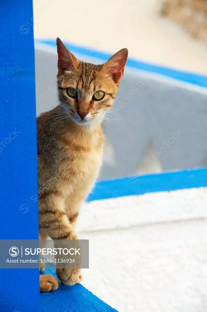 Greece, Cyclades, Santorini, street cat