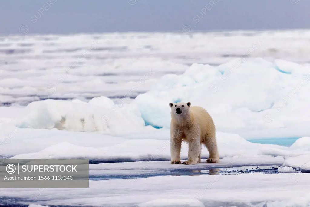Norway , Spitzbergern , Svalbard , Polar Bear  Ursus maritimus  on the pack ice