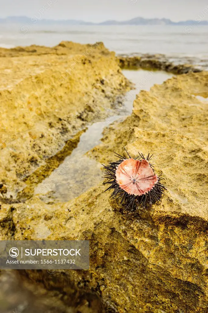 sea urchin, Ca Los Camps Colonia de Sant Pere Arta Mallorca Balearic Islands Spain